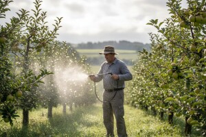 Zaštita jabuka, šljiva i bresaka