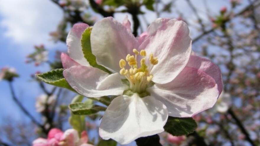 Zaštitite jabuke i kruške od krastavosti!
