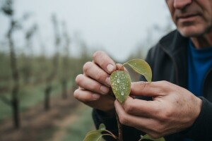 Zaštita jabuke i kruške