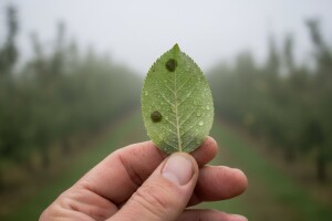 Zaštita jabuke i kruške od krastavosti