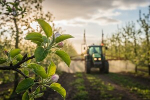 Zaštita jabuke i kruške od krastavosti