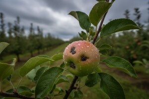 Zaštita jabuke i kruške od krastavosti