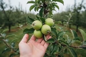 Zaštita jabuke od krastavosti i pepelnice