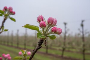 Zaštita jabuke od krastavosti i pepelnice