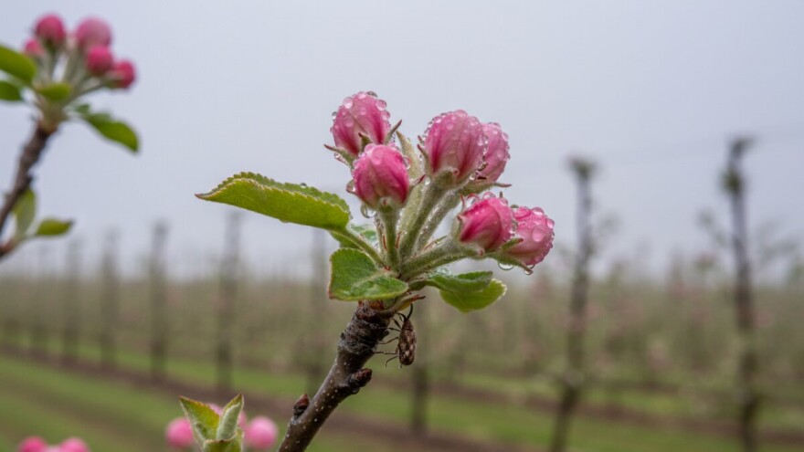Zaštita jabuke od krastavosti i pepelnice