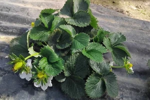 Zaštitite jagode u plastenicima, može pomoći i beli luk?