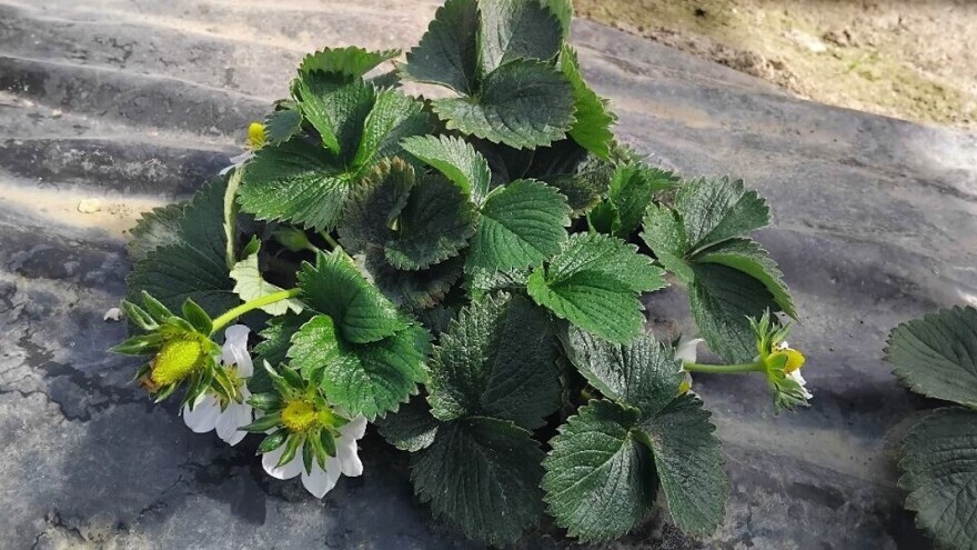 Zaštitite jagode u plastenicima, pomoći može i bijeli luk?