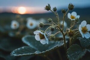 Zaštita jagoda od sive plijesni