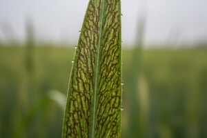 Zaštita ječma od mrežaste pjegavosti