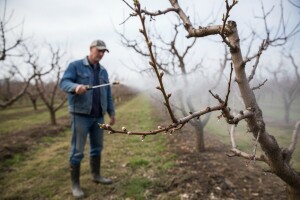 Zaštita jezgričavih i koštičavih voćaka do cvatnje