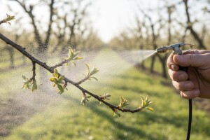 Zaštita jezgričavih i koštičavih voćaka do cvatnje
