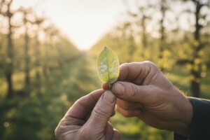 Zaštita jezgričavog i koštičavog voća