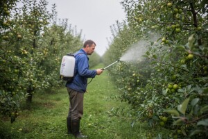 Zaštita jezgričavog i koštičavog voća