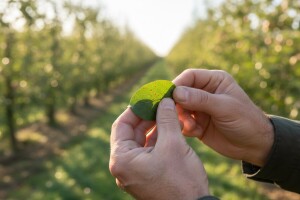 Zaštita jezgričavog i koštičavog voća