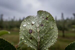 Zaštita jezgričavog voća