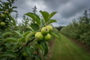 Zaštita jezgričavog voća od fuzikladija