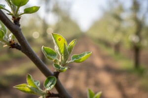 Zaštita jezgričavog/koštičavog voća do cvatnje