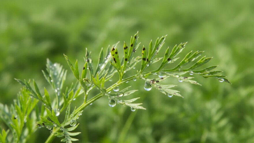Zaštita korjenastog povrća od paleži i pjegavosti
