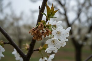 Zaštita koštićavih voćaka