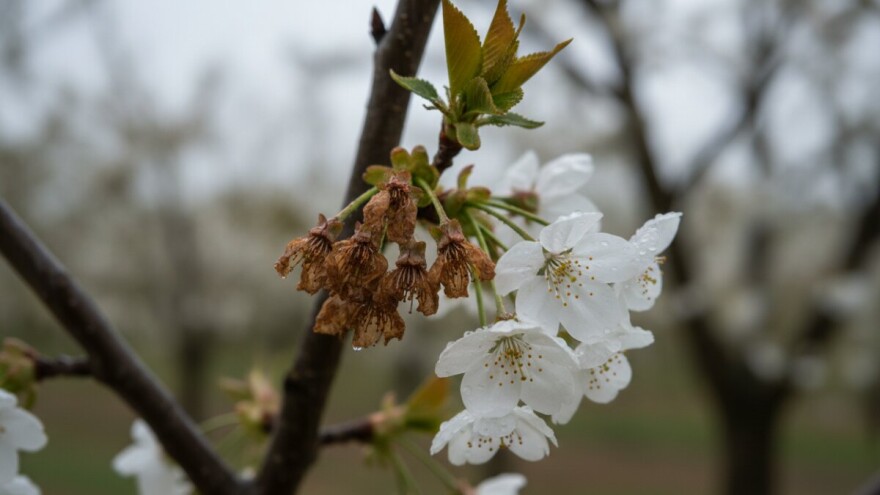 Zaštita koštićavih voćaka