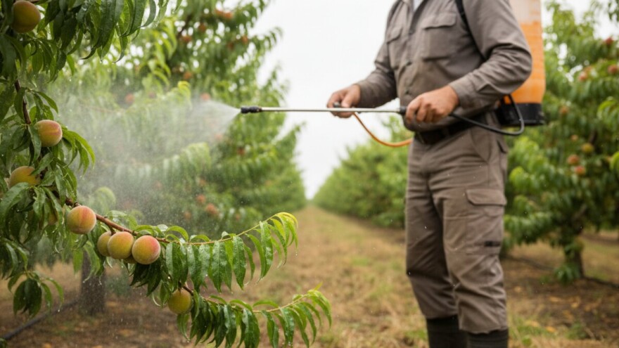 Zaštita koštičavog i jezgričavog voća