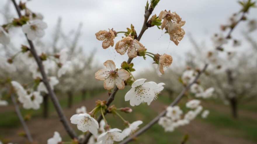 Zaštita koštičavog voća