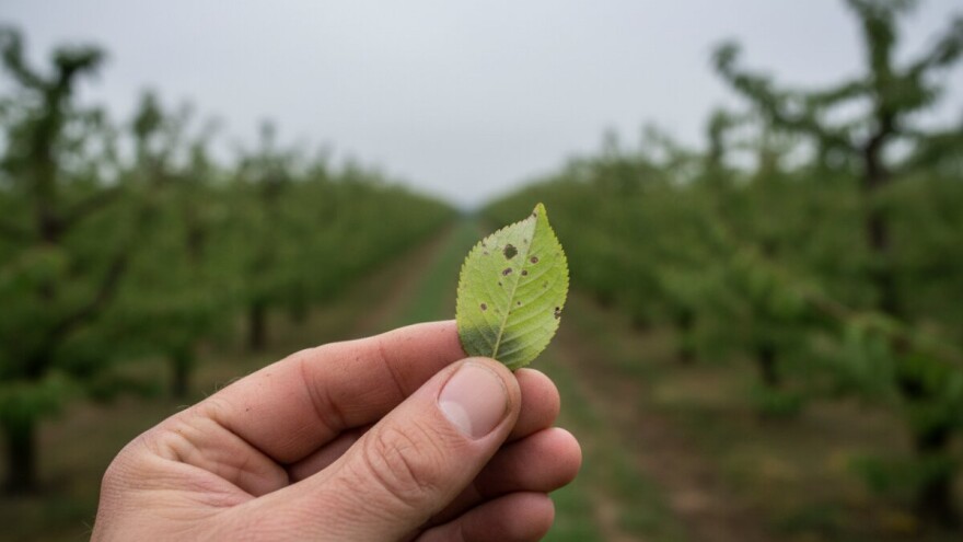 Zaštita koštičavog voća