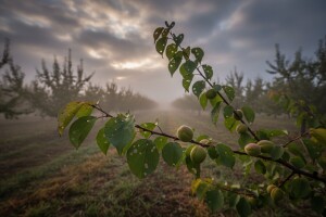 Zaštita koštičavog voća
