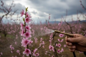 Zaštita koštićavog voća