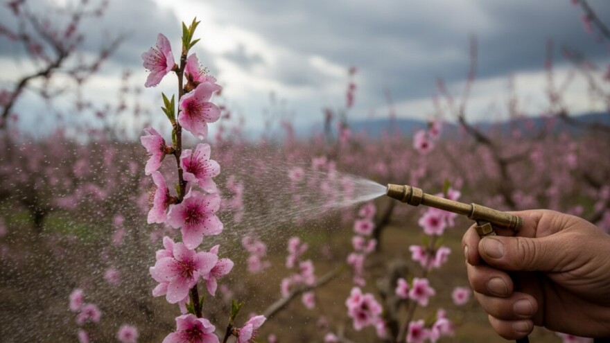 Zaštita koštićavog voća