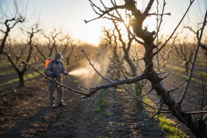 Zaštita koštičavog voća