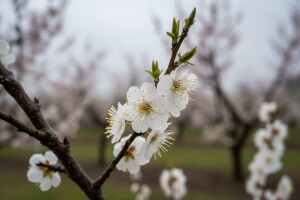Zaštita koštićavog voća