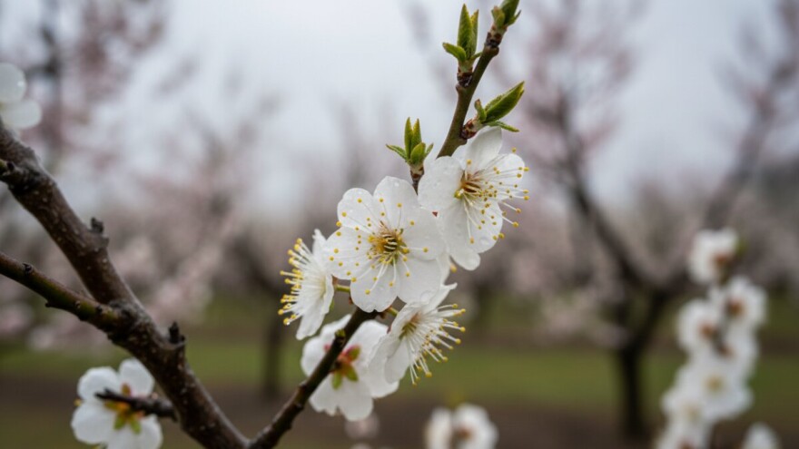 Zaštita koštićavog voća