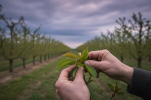 Zaštita koštićavog voća