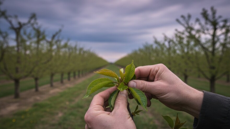 Zaštita koštićavog voća