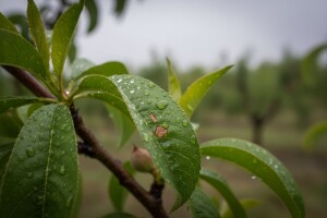 Zaštita koštićavog voća!