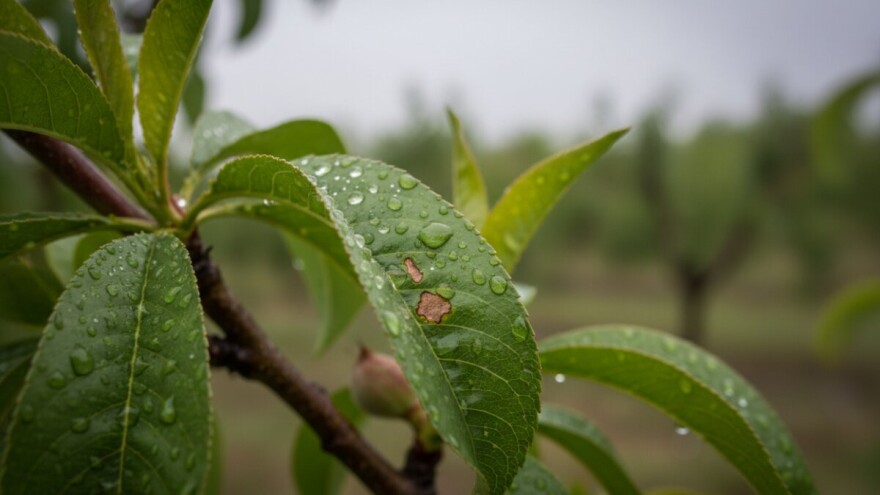 Zaštita koštićavog voća!