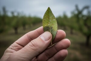 Zaštita koštićavog voća!