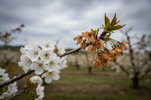 Zaštita koštičavog voća