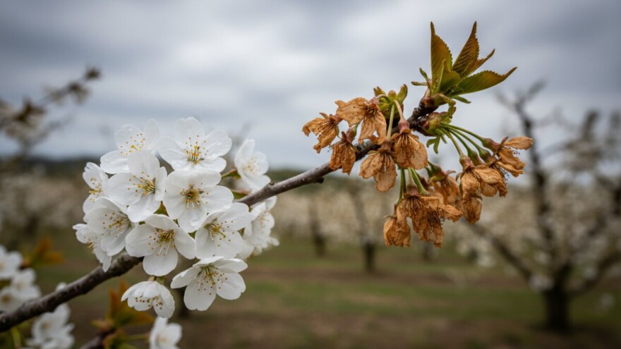 Zaštita koštičavog voća