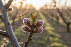 Zaštita koštičavog voća od kovrčavosti i šupljikavosti lista!
