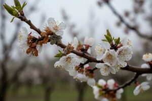 Zaštita koštićavog voća od monilije