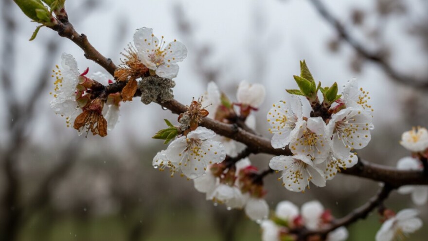 Zaštita koštićavog voća od monilije