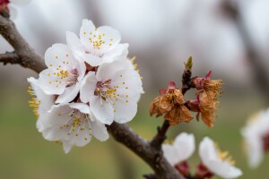 Zaštita koštićavog voća od monilije