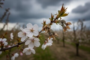 Zaštita koštićavog voća od monilije