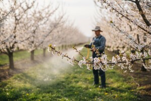 Zaštita koštičavog voća od paleži cvijeta i rodnih grančica
