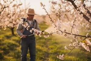 Zaštita koštičavog voća od paleži cvijeta i rodnih grančica