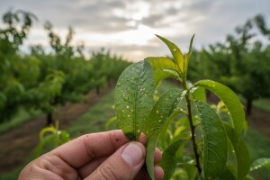 Zaštita koštičavog voća prije i poslije kiše