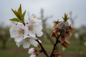 Zaštita koštičavog voća protiv paleži cvijeta