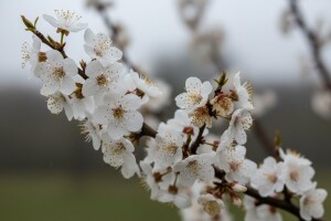 Zaštita koštičavog voća protiv paleži i sušenja grančica